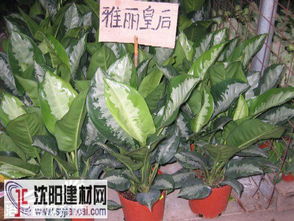 皇后,養(yǎng)殖,注意事項(xiàng),雅麗