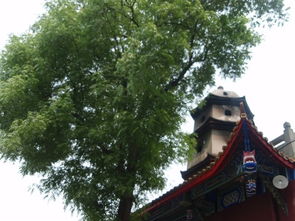 遂寧,故里,觀(guān)音,注意事項