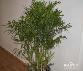 夏威夷竹子繁殖方法和注意事項