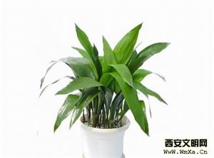 養(yǎng)殖,注意事項,植物,方法