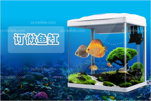 定做,注意事項,龍魚(yú)