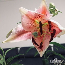 百合花移栽注意事項,百合花的養殖方法和注意事項,百合花種植方法和注意事項