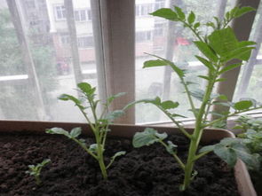 陽(yáng)臺種植豆角注意事項,陽(yáng)臺種植草莓注意事項,陽(yáng)臺種植百香果的注意事項