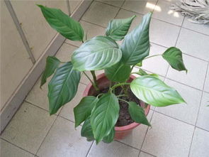 金邊萬(wàn)年青的養殖方法和注意事項中華水培,彩葉萬(wàn)年青的養殖方法和注意事項,中華萬(wàn)年青的養殖方法和注意事項