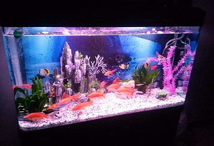 小魚(yú)缸養魚(yú)技巧注意事項,小玻璃魚(yú)缸養魚(yú)注意事項,新魚(yú)缸養魚(yú)注意事項