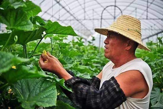 授粉,核桃,注意事項
