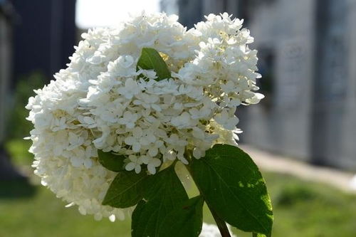 丁香花的養殖方法和注意事項,白色丁香花的養殖方法和注意事項,丁香花樹(shù)的養殖方法和注意事項