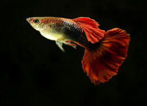 孔雀魚(yú)繁殖注意事項,孔雀魚(yú)飼養注意事項,新手養孔雀魚(yú)注意事項