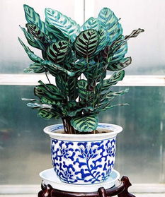 竹芋,養(yǎng)殖,注意事項(xiàng),美麗