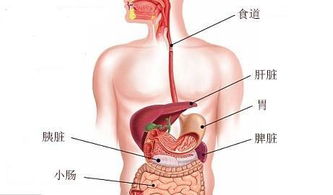 肝脾破裂出血搬運注意事項,肝脾破裂手術(shù)注意事項,病人肝脾破裂出血時(shí)搬運時(shí)應注意什么
