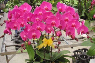 開(kāi)花期,蝴蝶蘭,注意事項