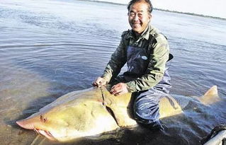 中華鱘觀(guān)賞魚(yú)和吃的中華鱘一樣嗎,吃中華鱘注意事項,中華鱘養殖注意事項