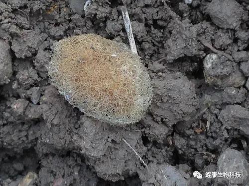 種蛭產繭注意事項