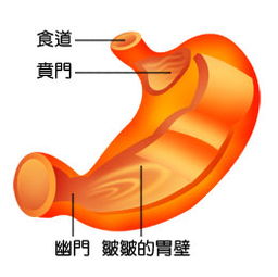 手術(shù)后,注意事項(xiàng),賁門(mén)癌
