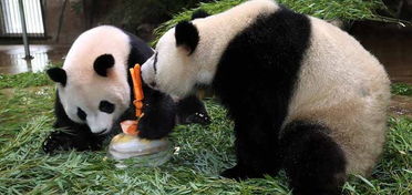 杭州,動(dòng)物園,注意事項