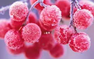 農(nóng)作物引種注意事項,播種農(nóng)作物注意事項,貓咪生產(chǎn)注意事項