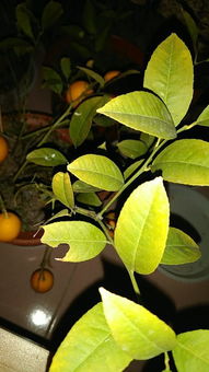 樹(shù)苗,芒果,移植,注意事項