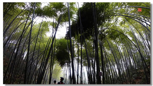 茶山竹海游玩攻略,茶山竹海游玩時間,茶山竹海游玩需要多長時間