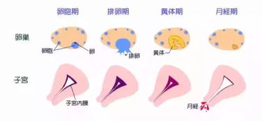 b超查卵泡注意事項,卵泡監測注意事項,左側卵泡同房注意事項