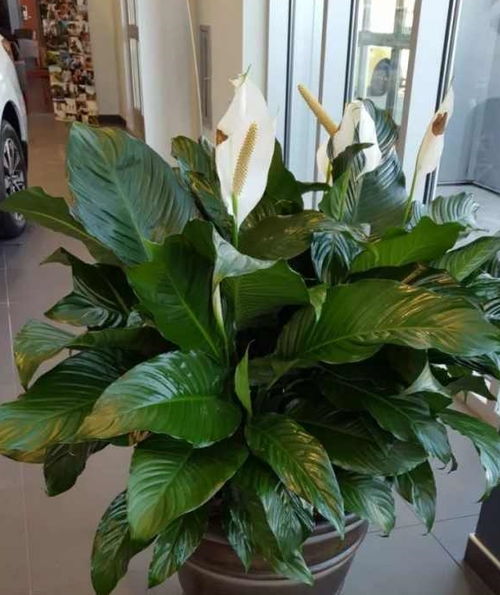 開(kāi)花,注意事項