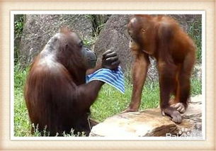 動(dòng)物園,注意事項,約會(huì )
