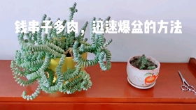 錢(qián)串子,需注意,事項
