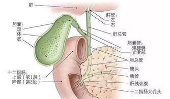 膽結(jié)石,注意事項,女人