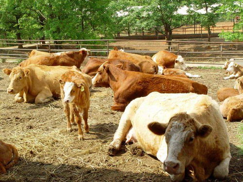 飼養肉牛注意事項