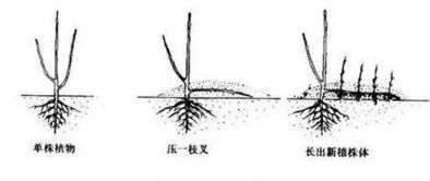 壓條繁殖注意事項