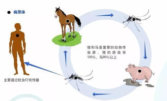 乙腦病毒培養注意事項