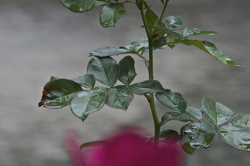 長(cháng)壽,養殖,注意事項,方法