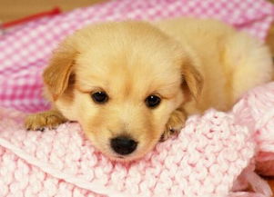 要注意,幼犬,事項