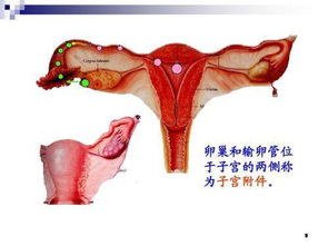 子宮左側囊性腫塊,子宮后方囊性腫塊,子宮囊性腫塊嚴重嗎