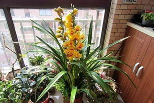 蕙蘭開(kāi)花前注意事項