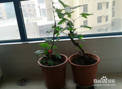 小富貴盆栽養殖方法和注意事項