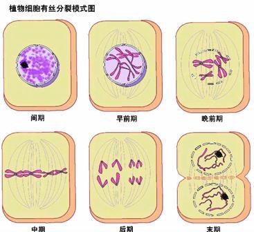 注意事項,細胞,實(shí)驗,有絲分裂