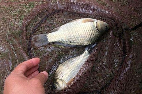 注意事項,代森銨魚(yú)用