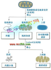 線粒體分離的方法及注意事項(xiàng),線粒體的分離與觀察注意事項(xiàng),分離線粒體時(shí)的注意事項(xiàng)