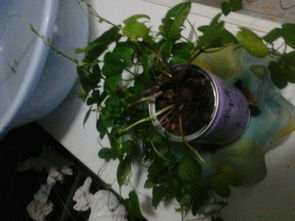 牽?；B(yǎng)護(hù)注意事項(xiàng),牽?；ǖ酿B(yǎng)殖方法和注意事項(xiàng),重瓣?duì)颗；ǚN植注意事項(xiàng)