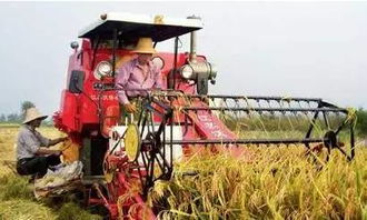 小麥收割機注意事項,開(kāi)收割機注意事項,買(mǎi)二手收割機注意事項
