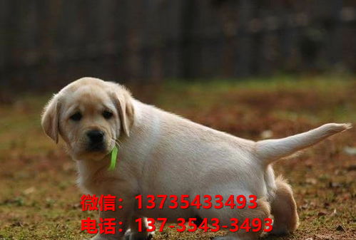 注意事項,犬舍,買狗