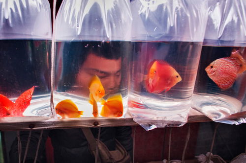 小魚(yú)缸養魚(yú)注意事項