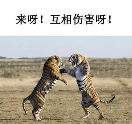 養非洲雕注意事項