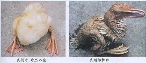 漿膜,注射,注意事項