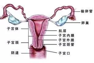 做輸卵管造影前注意什么,輸卵管造影術(shù)前需要注意什么,輸卵管造影檢查前注意事項有哪些
