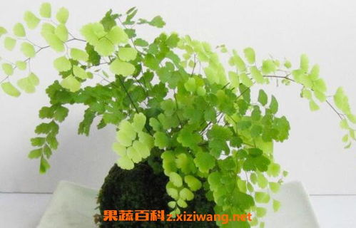 鐵線(xiàn)蕨種植方法和注意事項
