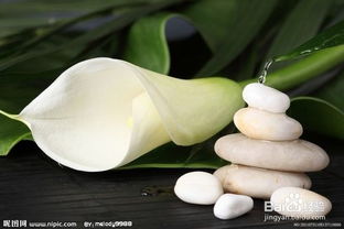 馬蹄蓮水養方法和注意事項盆栽,馬蹄蓮的水養方法和注意事項,水養馬蹄蓮的養殖方法和注意事項