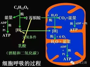 體育課,注意事項,原理,運動(dòng)