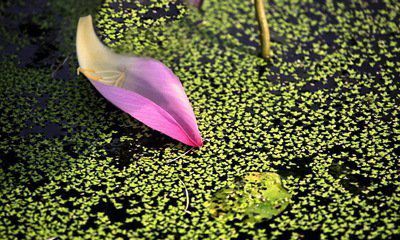 花瓣，在春風(fēng)中飄落（十三）