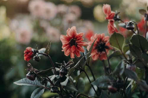 愿春暖花開(kāi)否極泰來(lái)美文